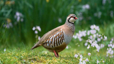 How Many Birds in 12 Days of Christmas