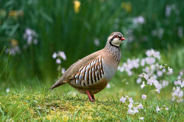 How Many Birds in 12 Days of Christmas